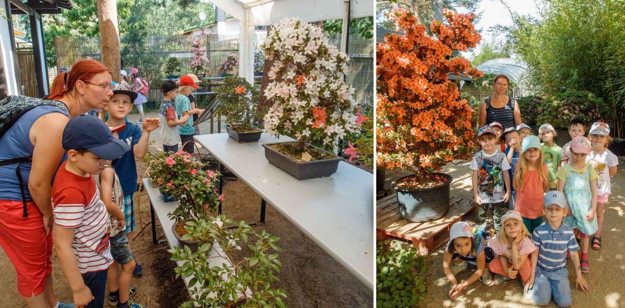 Japanischer Garten & Bonsai